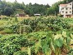菜园