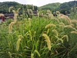 狗尾巴草