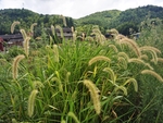 狗尾巴花