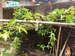 百香果树