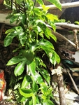 百香果树