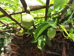 百香果