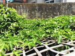 百香果树