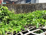 百香果架