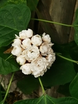 重瓣臭茉莉