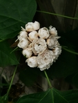 臭茉莉