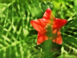 五角星花