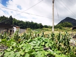 乡村景色