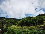 乡村风景