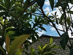 枇杷树