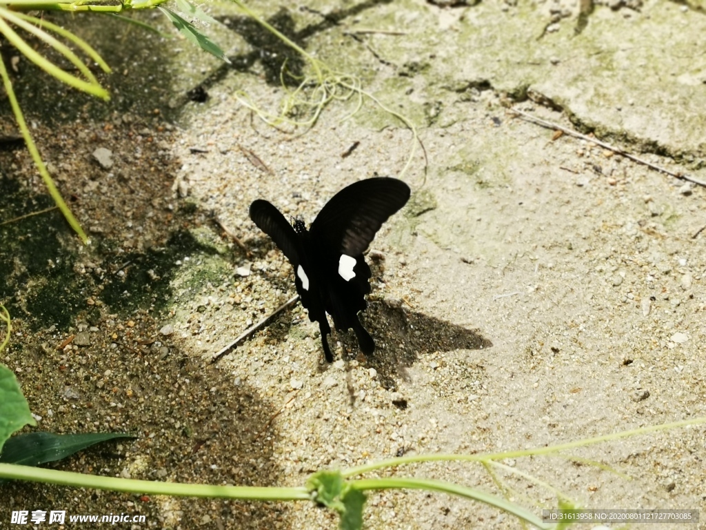 蝴蝶