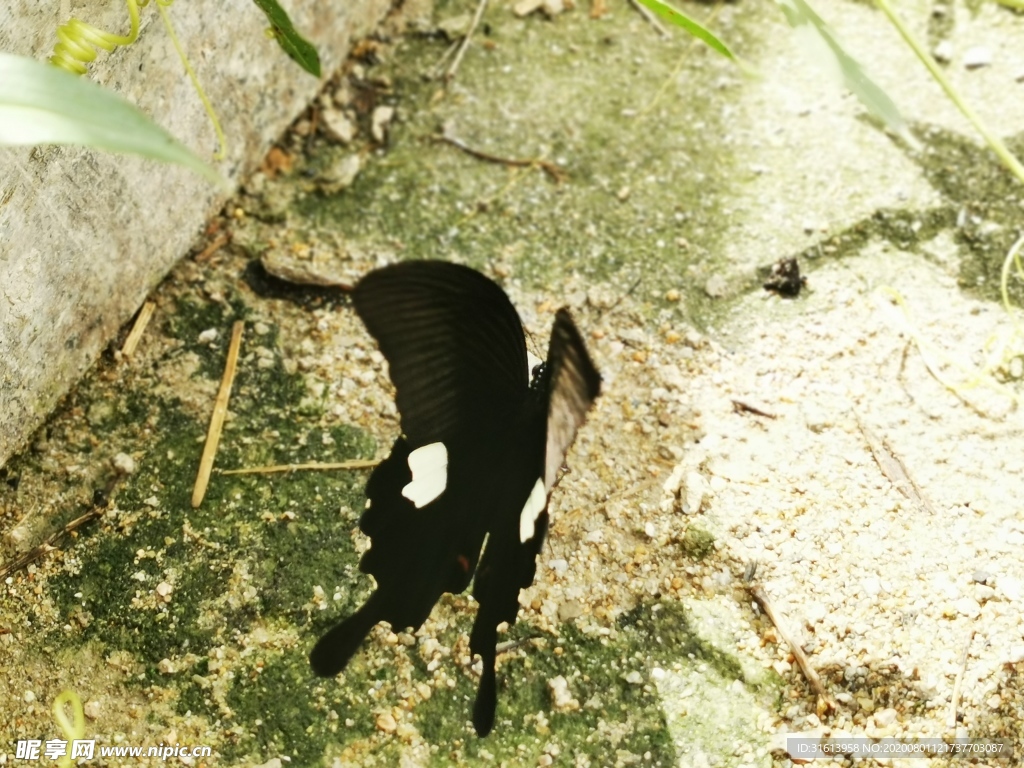 蝴蝶