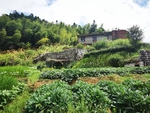 乡村风光