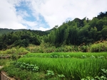 田野景色