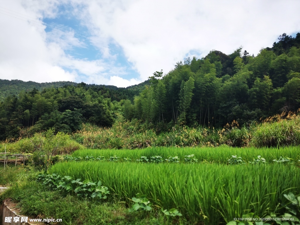 田野景色