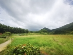 田野