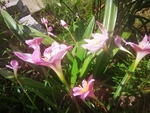 风雨花