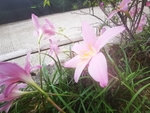 风雨兰