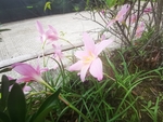 粉色花