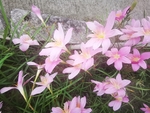 韭莲
