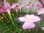 风雨花