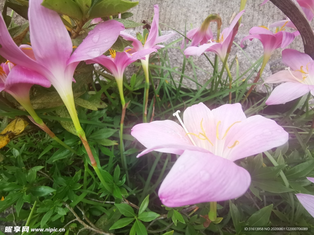 风雨花