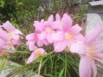 风雨花