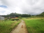 田园风光