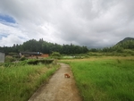 乡村