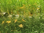 射干花