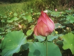夏荷