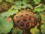 莲蓬