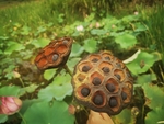 莲蓬