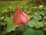 荷