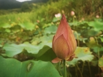 荷