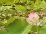 荷