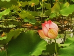 夏荷