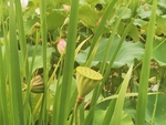荷