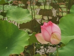 禅意荷花