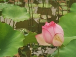 荷