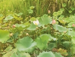 荷花池