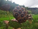 莲蓬