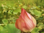 花苞