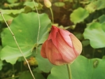 夏日荷花