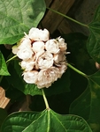 臭茉莉