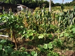 田地