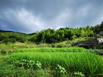 田园风光