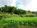 稻田