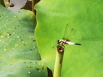 蜻蜓