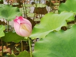夏荷